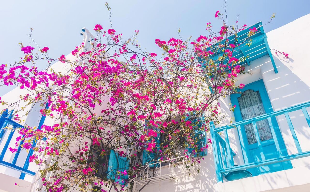 Λευκό κυκλαδίτικο σπίτι στη Σαντορίνη, με γαλάζια μπαλκόνια και παράθυρα με βουκαμβίλια κάτω από τον γαλανό ουρανό.