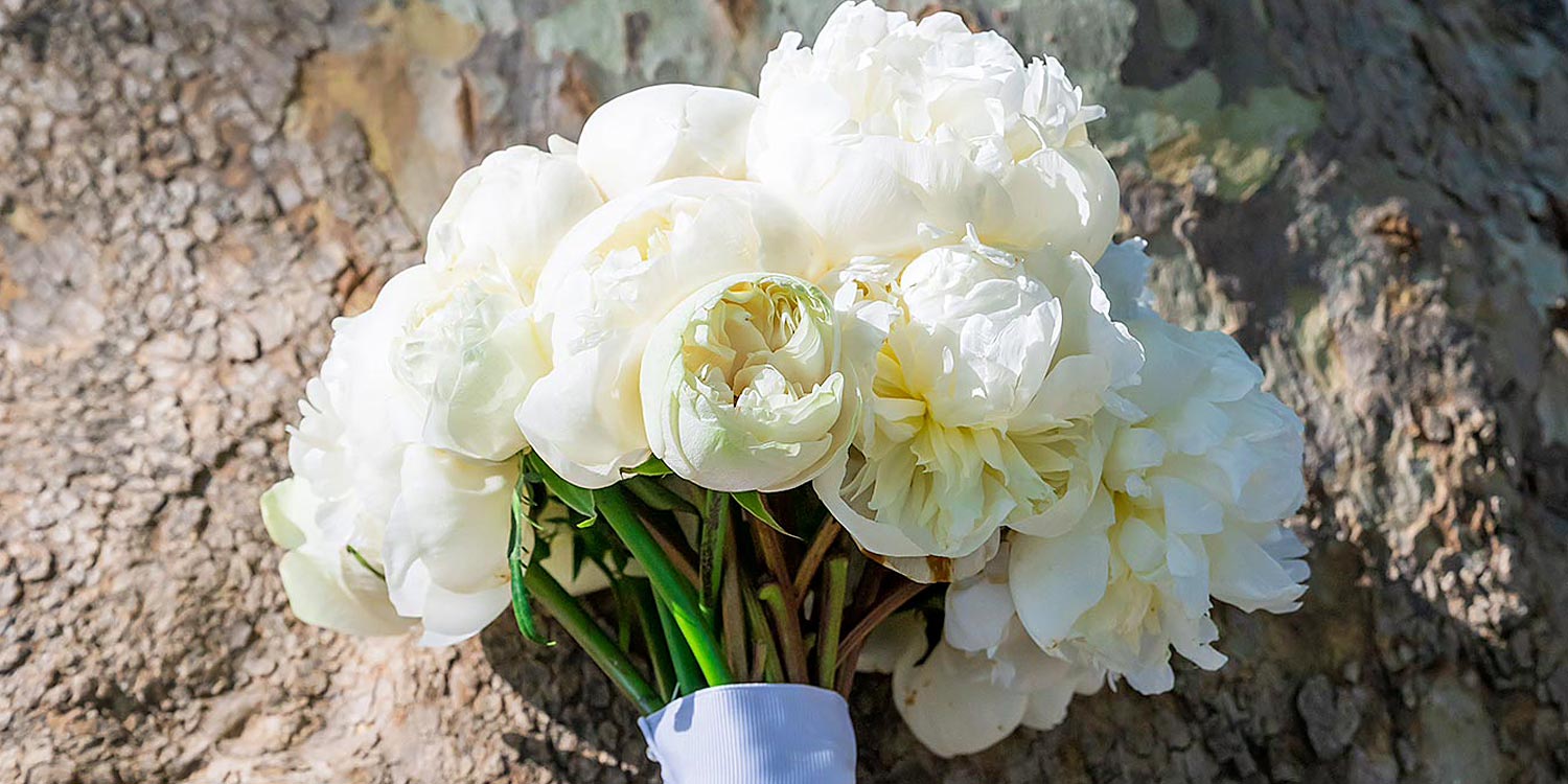 Ελληνικο-Γαλλικός Σικάτος Γάμος 5 Νυφική ανθοδέσμη με λευκές παιώνιες πάνω σε κορμό δέντρου, δεμένη με λευκή κορδέλα, σχεδιασμένη από τη Rogdaki Events