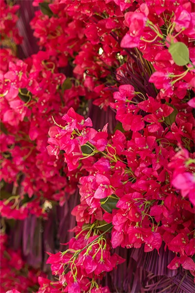 Tropical Wedding with Bougainvillea & Exotic Flowers